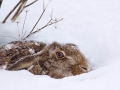 Feldhase / Brown Hare - (European Hare) / Lepus europaeus