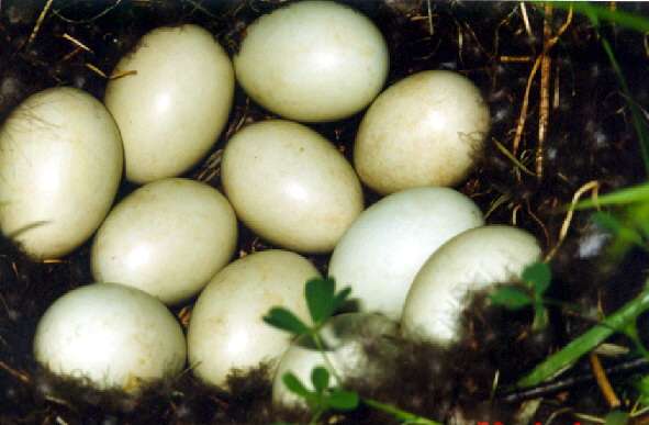 Didžiosios anties kiaušiniai